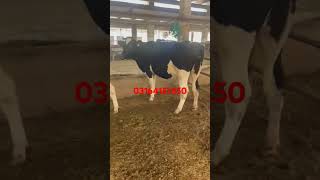 dairyland cow fresiensahiwalcroscow dairyfarming sahiwalcrosscow 03164157350 hffriesiancow [upl. by Llemrej]