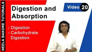 Digestion and Absorption  NEET  Digestion  Carbohydrate Digestion  Neela Bakore Tutorials [upl. by Tohcnarf]