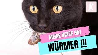 Was passiert wenn Katzen Würmer haben [upl. by Taam]