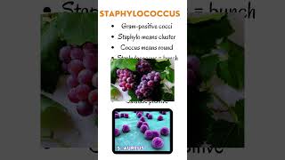 Introduction to Staphylococcus a Gram Positive Cocci microbiology bacteriology [upl. by Robers]