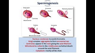 Introduction to Embryology  Gametogenesis Spermatogenesis and Oogenesis [upl. by Eamanna]