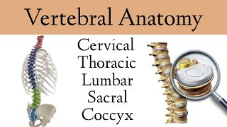 Vertebral Column Anatomy and Bones Cervical Thoracic Lumbar Sacral Spine [upl. by Orms411]