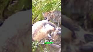 Bobcats Feast Natures Ultimate Scavenger Surprise [upl. by Aenal638]