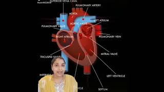 What are oxygenated and deoxygenated bloodpure and impure bloodbiologyscience [upl. by Jovitta234]