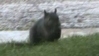 Black Squirrel  Central Illinois [upl. by Adnar]