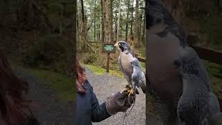 Peregrine Falcon  Worlds Fastest Animal [upl. by Eilyw841]