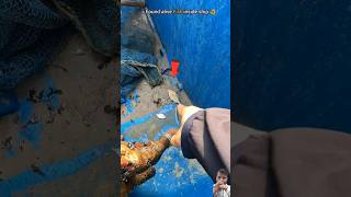 Rescue mission Fish saved from stranded ship fish beach fishing ocean turtlerescue seafood [upl. by Zink]