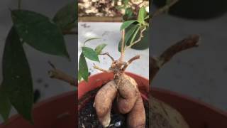 Ginseng Ficus Bonsai Pruning [upl. by Alisa]