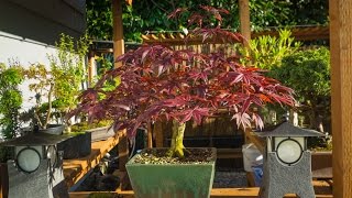 Bloodgood Maple Prune [upl. by Warner]