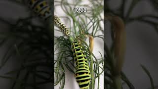 Махаон Papilio machaon Гусеницы и куколка метаморфоз природа insects [upl. by Ikila]