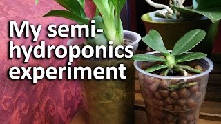 My 2 orchids in semihydroponics and something weird I noticed [upl. by Samot]