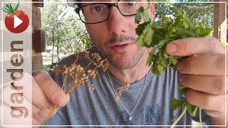 Cilantro vs Coriander  Whats the difference [upl. by Anialad]