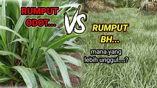 quotRUMPUT ODOT VS RUMPUT BH brachiaria humidicola [upl. by Onaled]