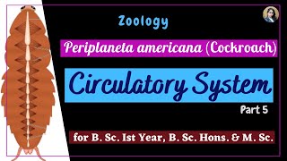 Periplaneta americana cockroach  Circulatory System  Part 5  Zoology  B Sc Ist Year [upl. by Roselane]