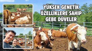 Satılık Simental Gebe Düveler  Ari Çiftlik [upl. by Acinok]