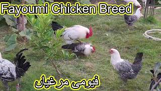 Fayoumi Chicken Breed [upl. by Eloc]