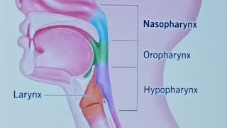 GIT Lecture 7 PHARYNX [upl. by Etty]