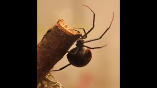 Latrodectus elegans [upl. by Blodgett]