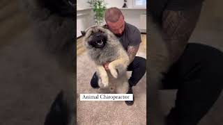 Laugh Out Loud with Hilarious Dog Moments  Dog Chiropractors Secret to Canine Happiness [upl. by Acirem294]