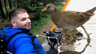 Trying to film a Spotted Crake at the Fochteloërveen [upl. by Yennek]