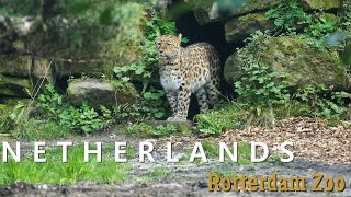 Rotterdam Zoo Diergaarde Blijdorp 2023 in 10 minutes  highlights video in 4K [upl. by Cutcliffe]