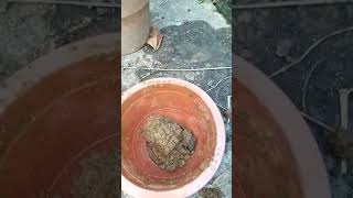 Paano Magtanim ng Sambong How to Plant SambongNgai Camphor [upl. by Eseilenna360]