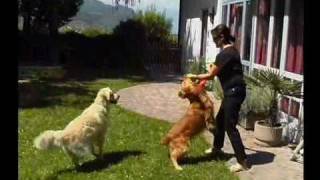 En famille avec mon Golden Retriever [upl. by Cristian505]