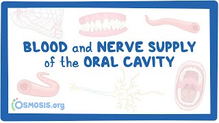 Blood and nerve supply of the oral cavity [upl. by Giralda]