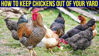 How To Keep Chickens Out Of Your Yard  5 Easy Ways [upl. by Nirrol265]