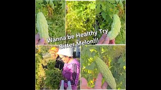 Bitter Melon In America subscribe viralvideo subscribers bisayangtexas51 BethWhite0417 [upl. by Ylrae]