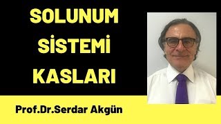 Fizyoloji Solunumun temelleri Solunum kasları [upl. by Gelhar]