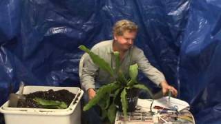 How To Repot an Epi part 2wmv [upl. by Min]