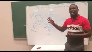 Protein Metabolism Part 2 Transamination and oxidative deamination [upl. by Allerus641]