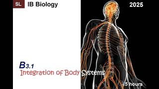 IB Bio 2025 C31 Integration of Body Systems SL  HL Note ib ibbiology biology hormone nerve [upl. by Oilisab]