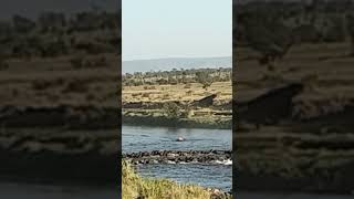 Thousands of Wildebeest crossing a crocodile infested river africansafari wildebeestmigration [upl. by Anomas802]