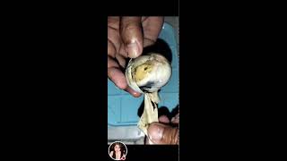 Balut egg embryo Philippines most known exotic food viral egg eggcooking [upl. by Smallman441]