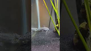 Pictus Catfish Eating Pellets [upl. by Rodrick733]