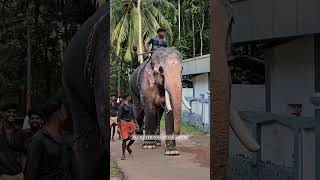 Kadakkechal ganeshan elephant kerala youtubeshorts 2024 [upl. by Lladnek713]