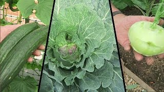 Harvesting Cabbage Salad Crops Greenhouse Update [upl. by Assilim]