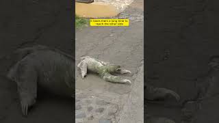 Sloth Crossing the Road – Kind Stranger Steps In to Helpquot [upl. by Ijok]