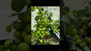 quotExploring Apple Trees – Tips for Growing Delicious Apples at HomequotAppleTree shortvideo [upl. by Lorraine374]