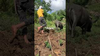 Araro sa bukid buhayprobinsya araro farmwork karabaw [upl. by Karel]