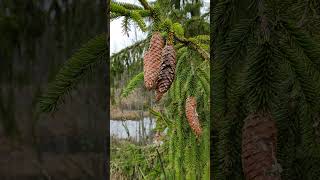 A branch of a fir tree with cones [upl. by Dollar797]