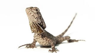 Frilled Dragon Lizard Feeding [upl. by Edbert]