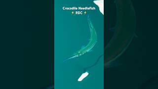 needlefish raddadchad honolulu harbor ocean life party aloha [upl. by Tezile]