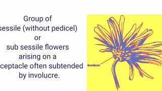 RACEMOSE INFLORESCENCEBASED ON MAIN AXIS FLATTENED [upl. by Red]