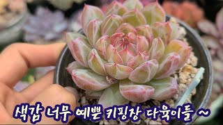 키핑장 다육이들 예쁘게 물든 다육이들 보여드립니다   젤리젤리한 다육이들 너무 사랑스럽습니다 [upl. by Nho]