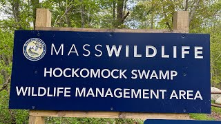 Exploring With Phill is live in the hockomock swamp Day 1 [upl. by Daeriam]