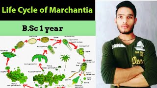 Life cycle of Marchantia  thallus structure and reproduction in Marchantia [upl. by Hannazus]