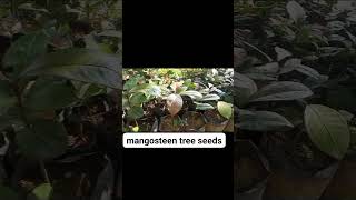 MANGOSTEEN TREE SEEDS mangosteen reelsshorts [upl. by Yejus607]